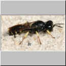 Crabro scutellatus - Grabwespe w01 9mm Teverener Heide.jpg